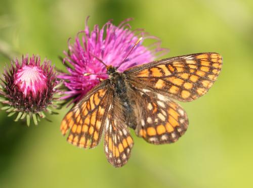 Euphydryas intermedia